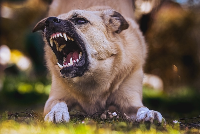 dog showing teeth