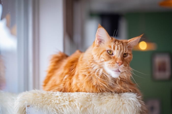 orange maine coon