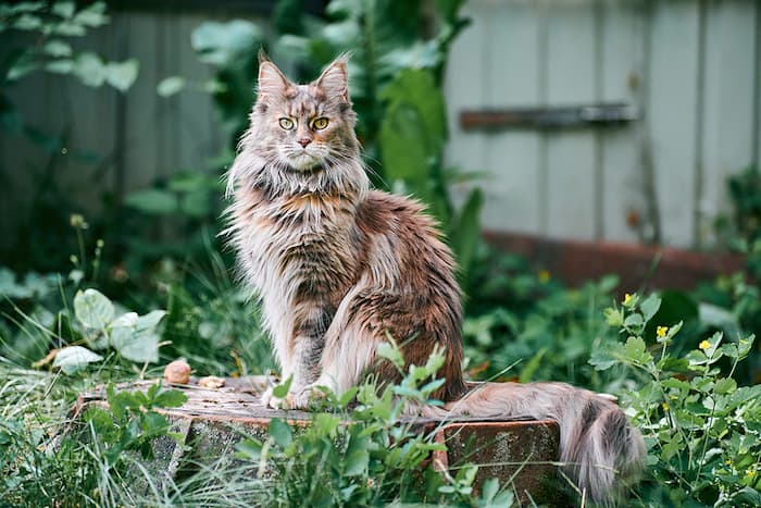 Maine coon in grass