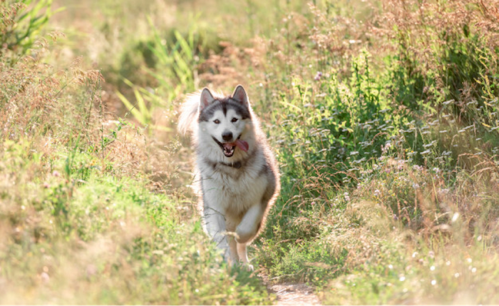 Malamute