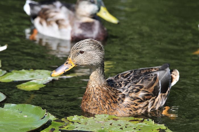 two ducks in the water