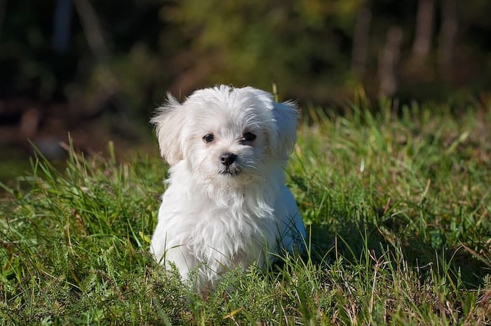 even an ESA pet letter for housing can not protect a Maltese dog from an illegal lease
