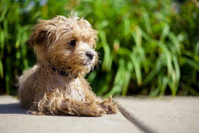 maltipoo sitting