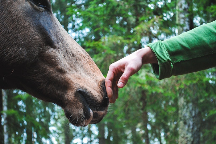 man is touching horse nose