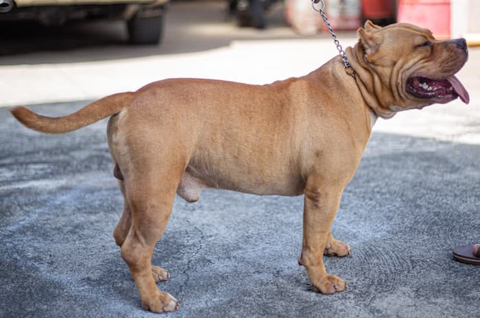 mastiff