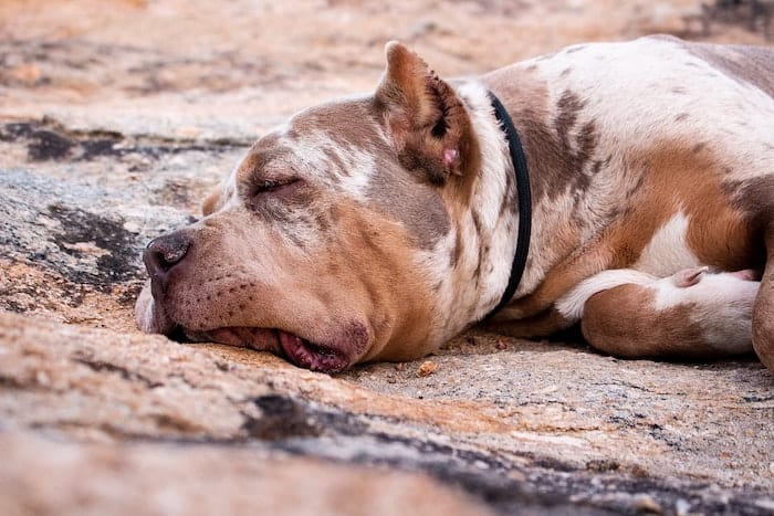 pitbull taking a nap outside