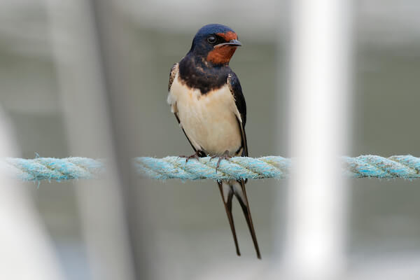 Barn Swallow Migration