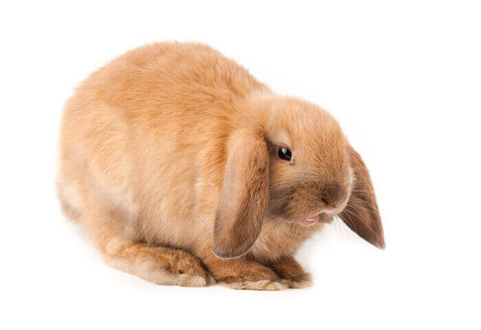 mini lop