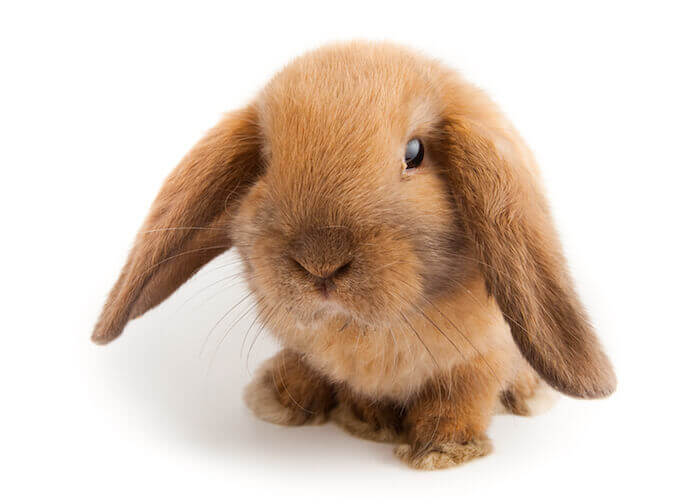 bunny rabbit lop