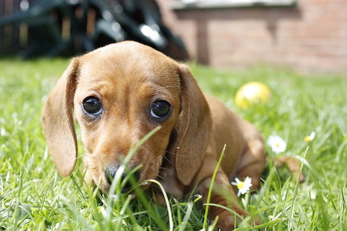 Dachshund
