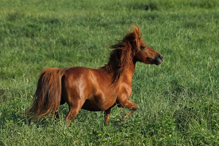 miniature horse