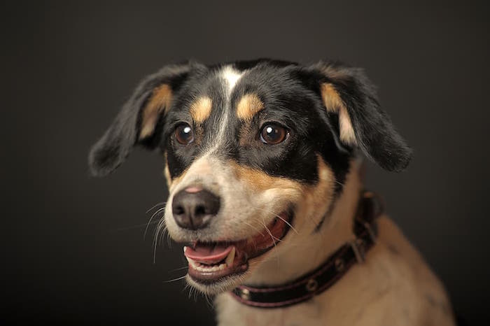 mixed breed dog