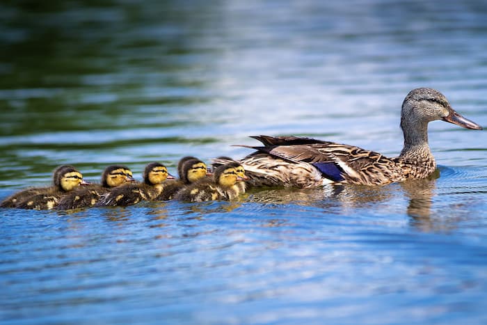 duck with babies in a pond