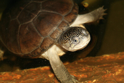 mud-turtle