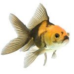 multi color fancy goldfish