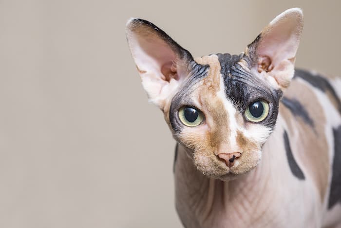 Sphynx cat close up