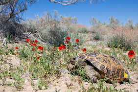 Central Asian Tortoise Among Poppies