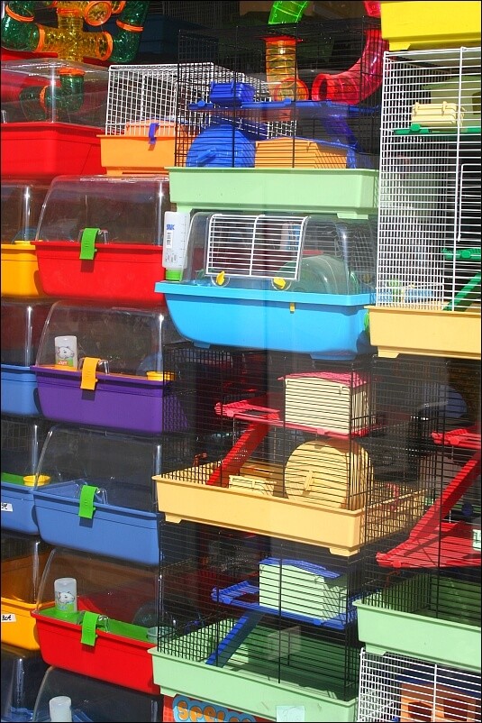 proper hamster cage