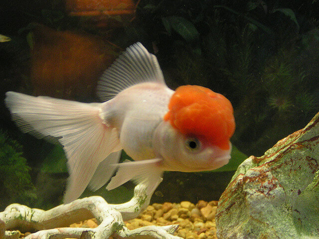 oranda goldfish