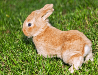 orange-bunny-rabbit