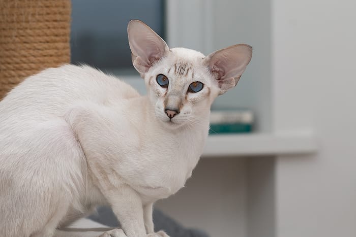 Oriental Shorthair Cat