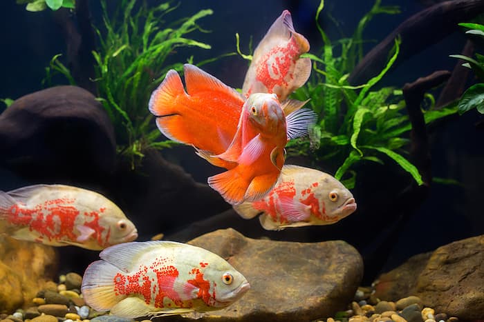 oscar fish in tank