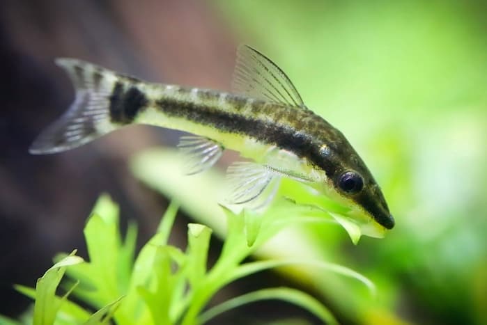 otocinclus catfish