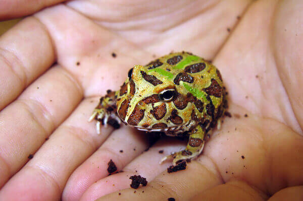 pacman frog in a hand