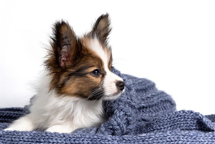 Papillon Puppy