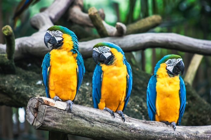 three blue and yellow parrots