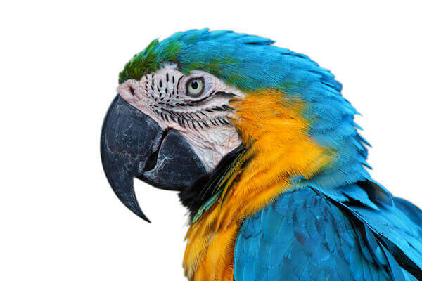 Macaw Parrot