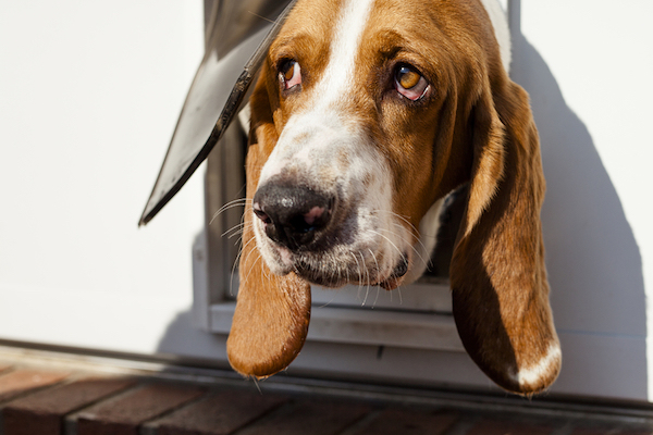 head through doggie door