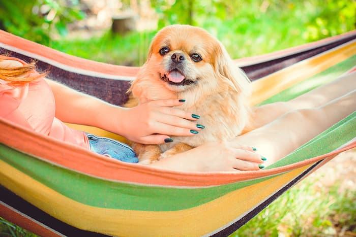 pekingese dog