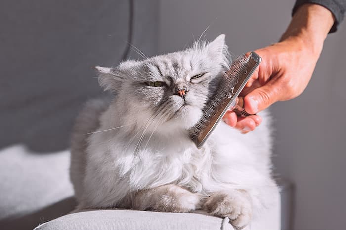 Persian cat being groomed