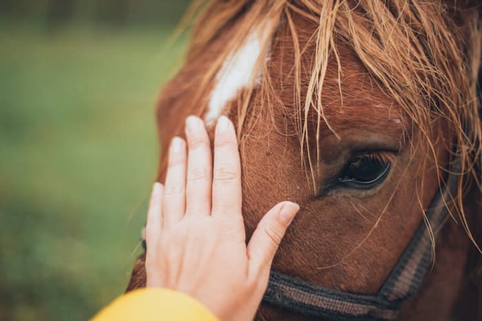 person petting a horse