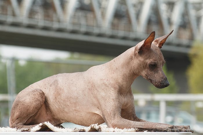 hairless Peruvian Inca Orchid Dog