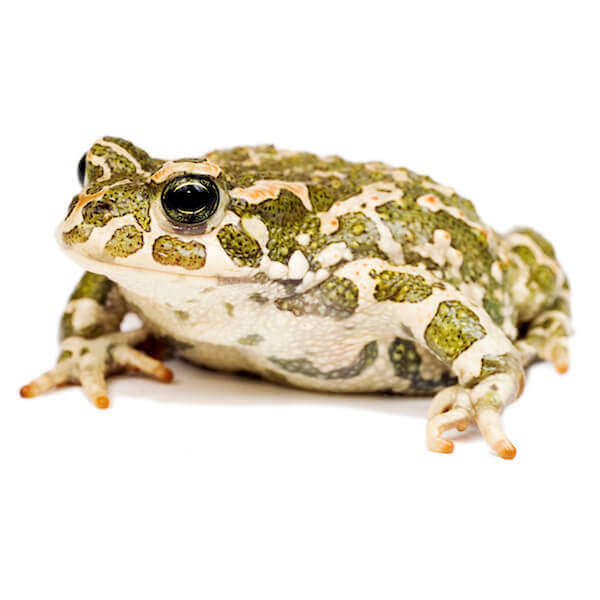 frog