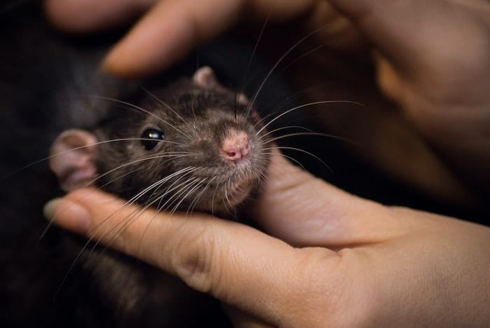 handling a pet rat