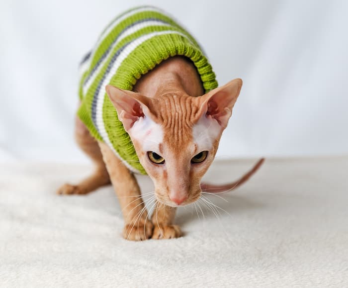 peterbald cat in sweater