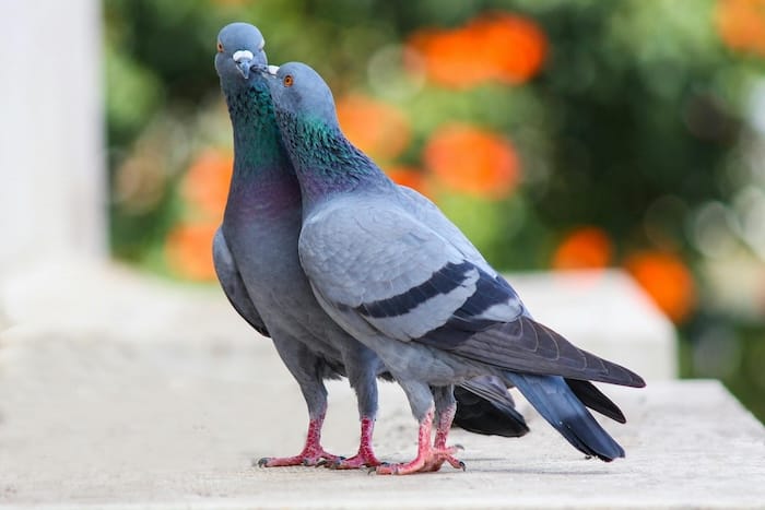 two pigeons