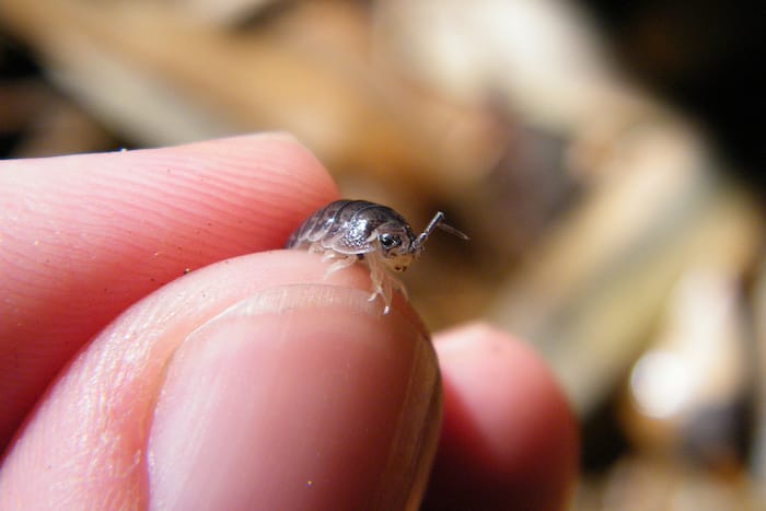 holding a pillbug