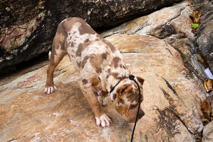 pitbull dog on a rock
