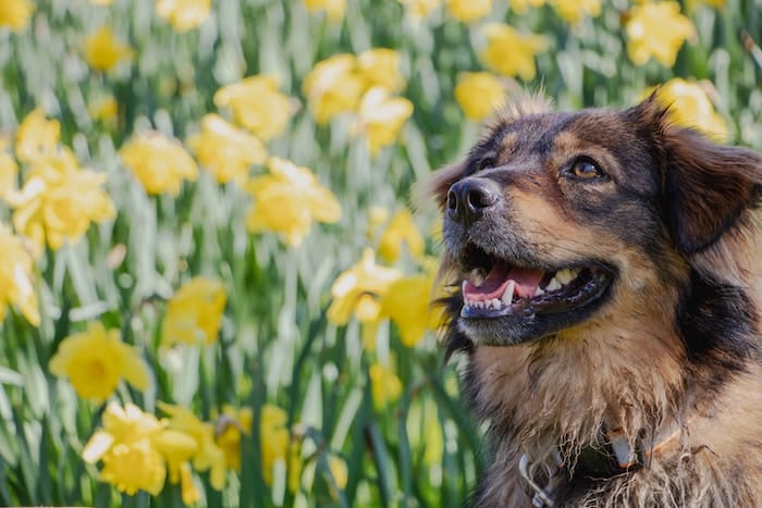 dog by flowers