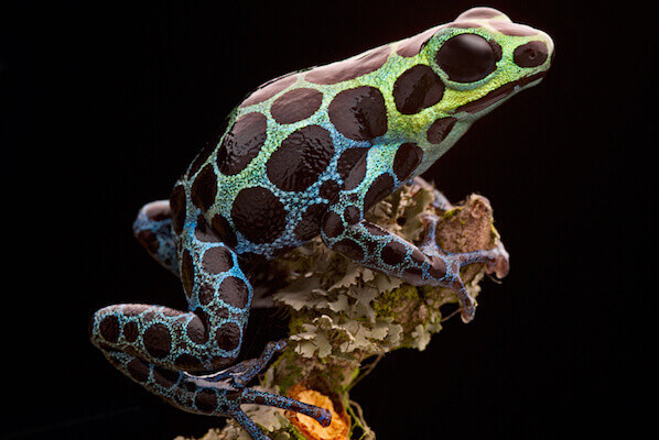 poison arrow frog