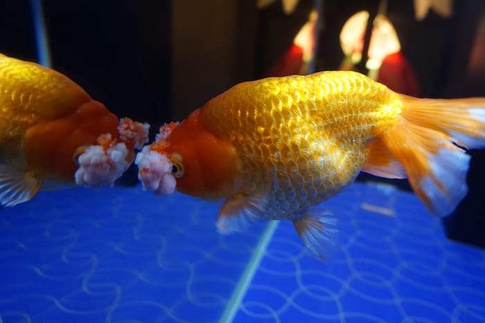 pompom goldfish