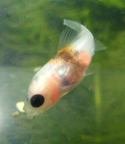 pond goldfish fry