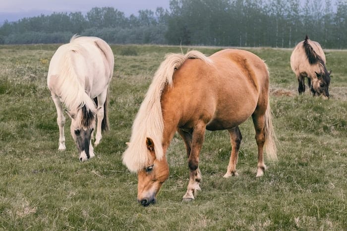 ponies grazing