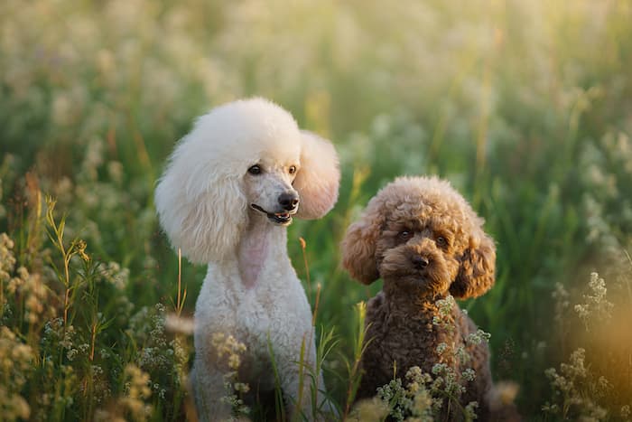 Poodle Puppies