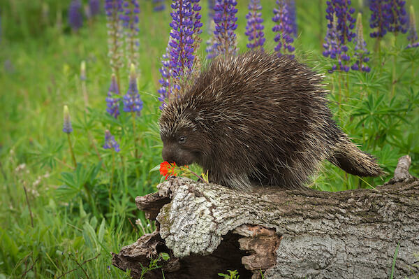 Porcupine Species