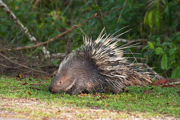 porcupines are not hedgehogs